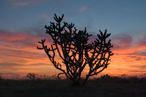 Cholla at Sunrise