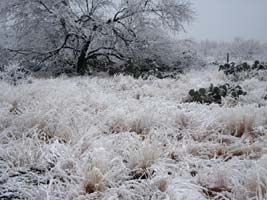 Ice Storm