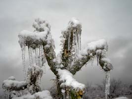 Iced Cholla