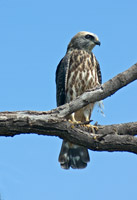 Mississippi Kite