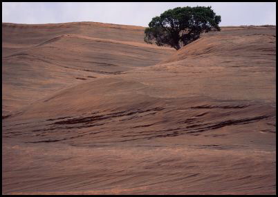 Lone Juniper, Red Rock State Park, New Mexico