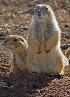 Prairie Dogs